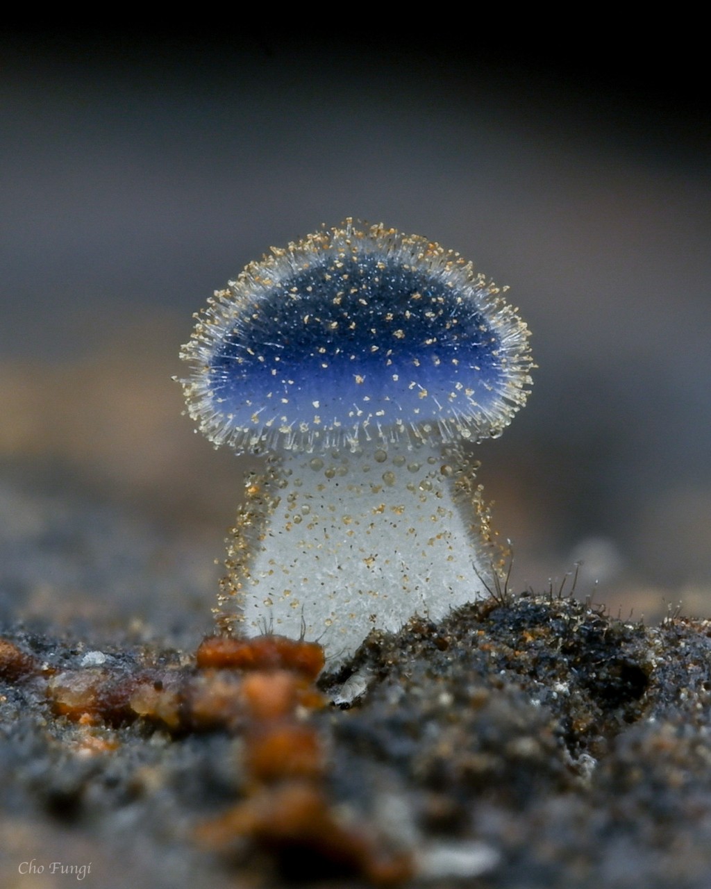 Mystery about magical mini mushroom spotted in Taipei