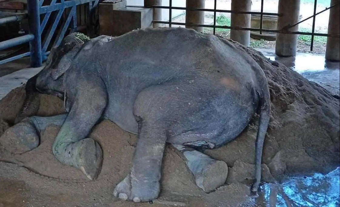 Rescued elephant can finally lay down for the first time in 80 years: “She spent all day every day on her feet, giving rides to tourists and working long hours”