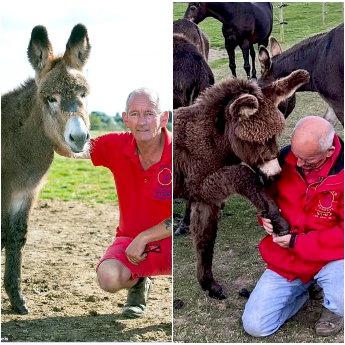 Seaside donkey boss sparks by WEIGHING children before allowing them to ride – as he declares ‘some are just too big’