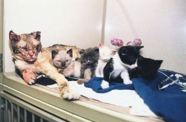 Heartbreaking photo: Cat walks through flames 5 times to save her Kittens from Fire