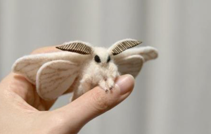The Venezuelan Poodle Moth: Is believe it or not, a real animal, not a hoax