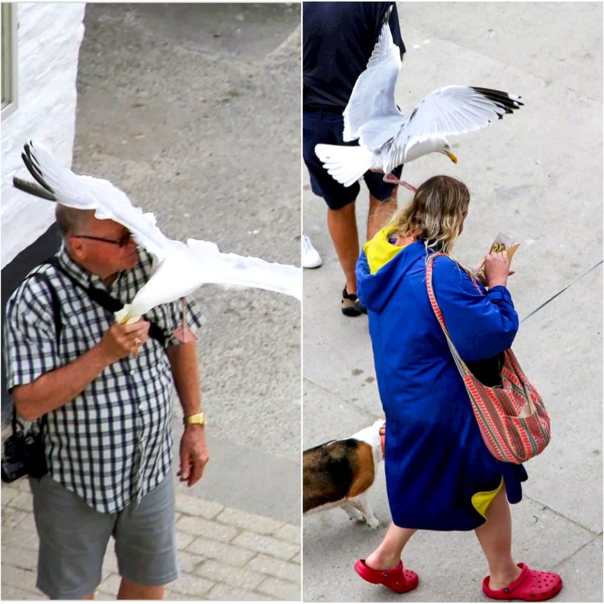 Posties forced to wear disguises as terrifying seagull gang called ‘The Club’ take over town